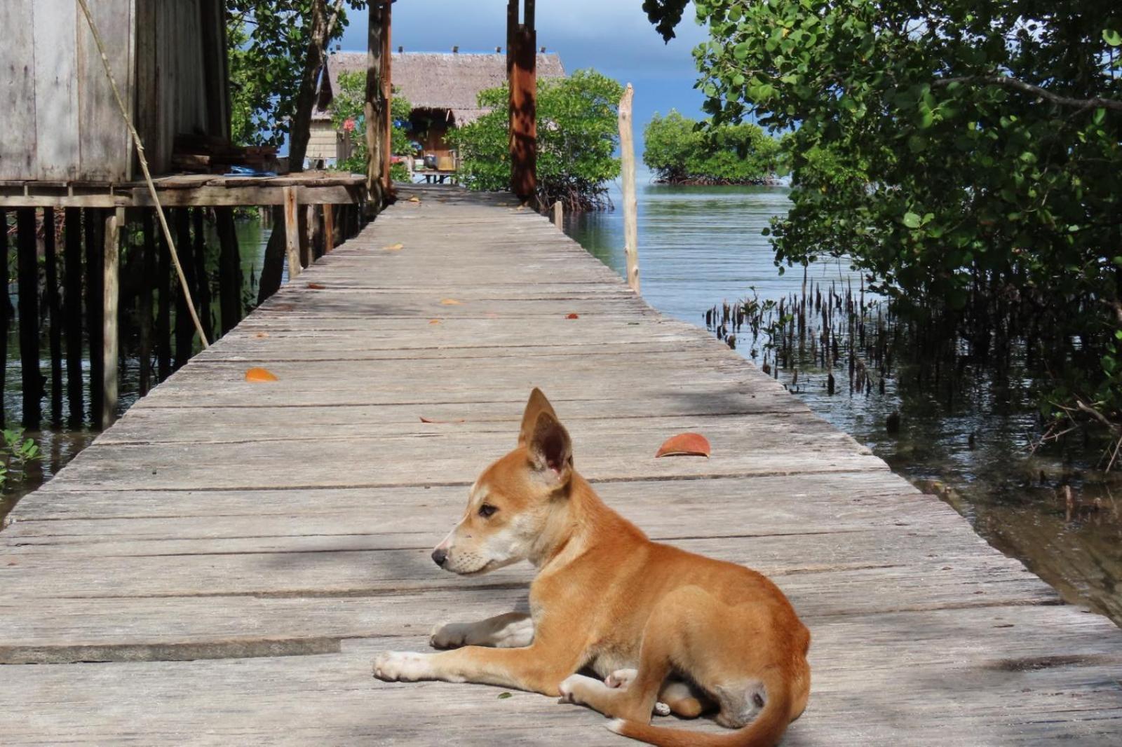 Nyanse Homestay - Raja Ampat Besir Luaran gambar